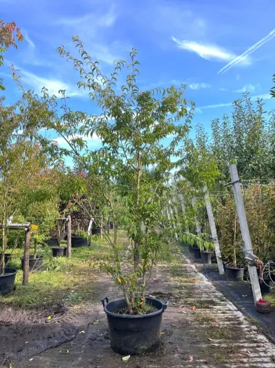 2x Japanse sierkers, Prunus 'Oshidori', meerstammig, wit/roze bloei, ca. 200-250 cm hoog – kavel bij Onlineveilingmeester, Ederveen
