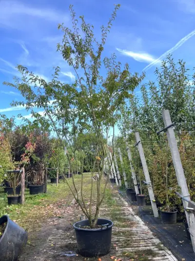 Japanse sierkers, Prunus 'Oshidori', meerstammig, wit/roze bloei, ca. 250-300 cm hoog – kavel bij Onlineveilingmeester, Ederveen