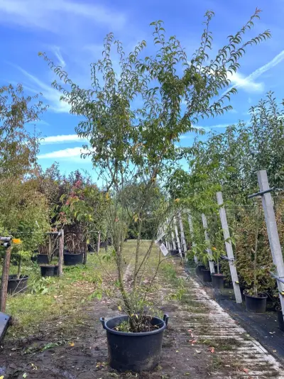 Japanse sierkers, Prunus 'Oshidori', meerstammig, wit/roze bloei, ca. 250-300 cm hoog – kavel bij Onlineveilingmeester, Ederveen
