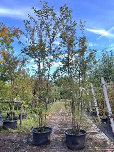 2x Japanse sierkers, Prunus 'Paean', meerstammig, roze bloei, ca. 250-300 cm hoog – kavel bij Onlineveilingmeester, Ederveen