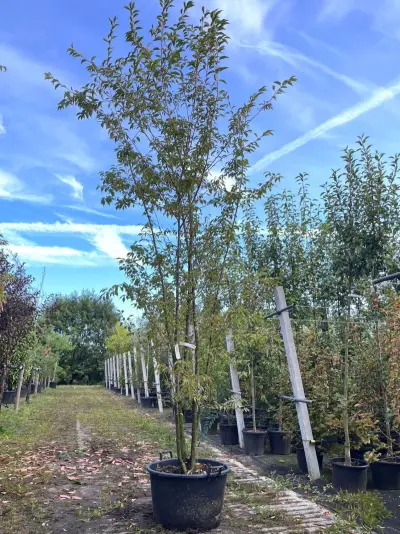 Japanse sierkers, Prunus 'Paean', meerstammig, roze bloei, ca. 250-300 cm hoog – kavel bij Onlineveilingmeester, Ederveen