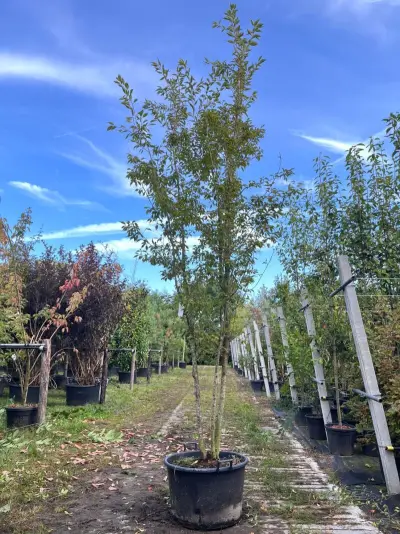Japanse sierkers, Prunus 'Paean', meerstammig, roze bloei, ca. 250-300 cm hoog – kavel bij Onlineveilingmeester, Ederveen