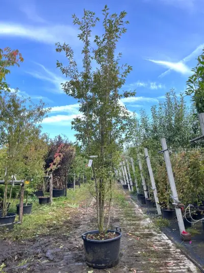 Japanse sierkers, Prunus 'Paean', meerstammig, roze bloei, ca. 250-300 cm hoog – kavel bij Onlineveilingmeester, Ederveen