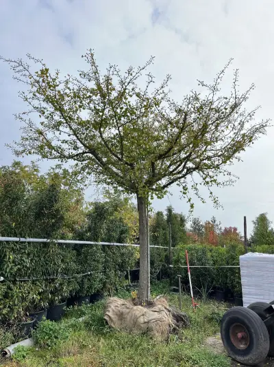 Japanse notenboom, Ginkgo Biloba, dakboom, ca. 150-200 cm hoog – kavel bij Onlineveilingmeester, Ederveen