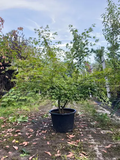 Japanse esdoorn, Acer Palmatum, meerstammig, rode herfstkleur, ca. 125-175 cm hoog – kavel bij Onlineveilingmeester, Ederveen
