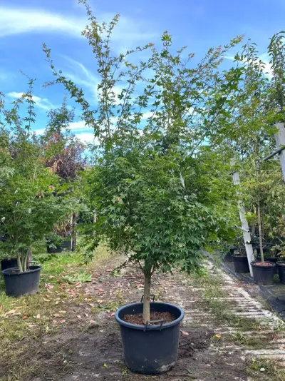 2x Japanse esdoorn, Acer Palmatum, meerstammig, rode herfstkleur, ca. 175-225 cm hoog – kavel bij Onlineveilingmeester, Ederveen