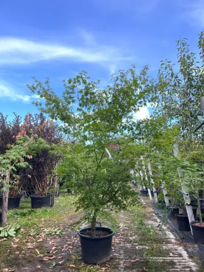 2x Japanse esdoorn, Acer Palmatum, meerstammig, rode herfstkleur, ca. 175-225 cm hoog – kavel bij Onlineveilingmeester, Ederveen