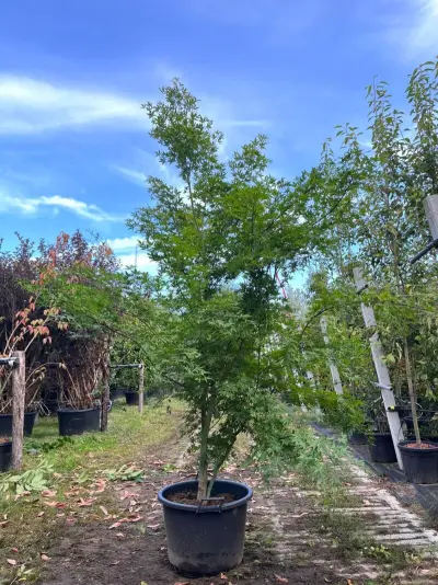 2x Japanse esdoorn, Acer Palmatum, meerstammig, rode herfstkleur, ca. 225-275 cm hoog – kavel bij Onlineveilingmeester, Ederveen