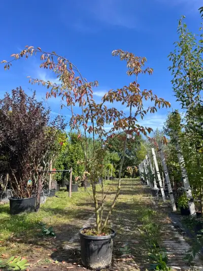 Yoshinokers, Prunus Yedoensis, meerstammig, witte bloesem, ca. 300-350 cm hoog – kavel bij Onlineveilingmeester, Ederveen