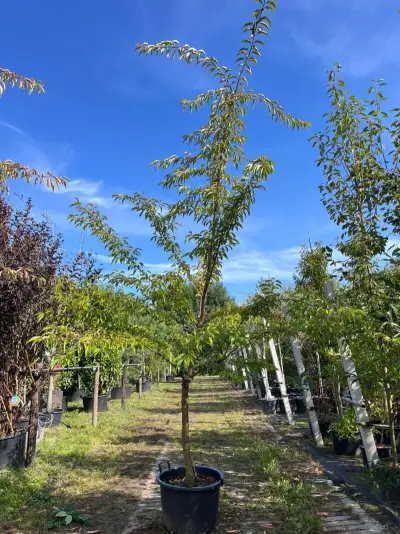 Japanse sierkers, Prunus 'Autumnalis Rosea', meerstammig, zachtroze bloei, ca. 200-250 cm hoog – kavel bij Onlineveilingmeester, Ederveen