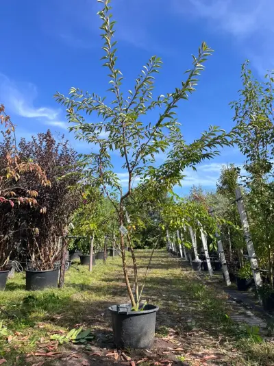 Japanse sierkers, Prunus 'Autumnalis Rosea', meerstammig, zachtroze bloei, ca. 200-250 cm hoog – kavel bij Onlineveilingmeester, Ederveen