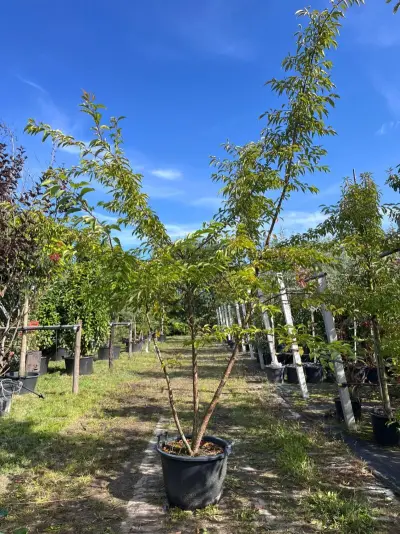 2x Japanse sierkers, Prunus 'Autumnalis Rosea', meerstammig, zachtroze bloei, ca. 200-250 cm hoog – kavel bij Onlineveilingmeester, Ederveen