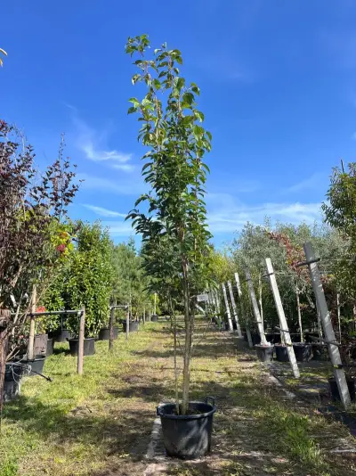 2x Japanse sierkers, Prunus 'Amanogawa', meerstammig, roze bloei, ca. 250-300 cm hoog – kavel bij Onlineveilingmeester, Ederveen