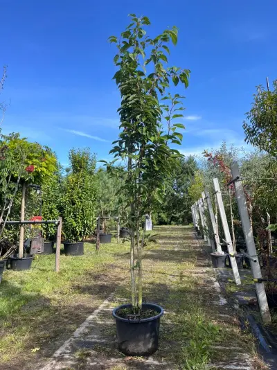 Japanse sierkers, Prunus 'Amanogawa', meerstammig, roze bloei, ca. 250-300 cm hoog – kavel bij Onlineveilingmeester, Ederveen