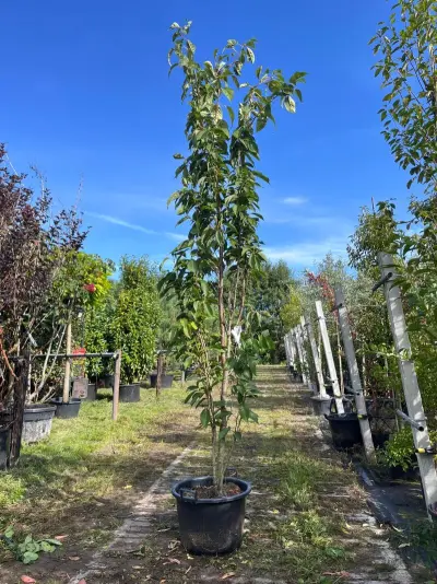 Japanse sierkers, Prunus 'Amanogawa', meerstammig, roze bloei, ca. 250-300 cm hoog – kavel bij Onlineveilingmeester, Ederveen