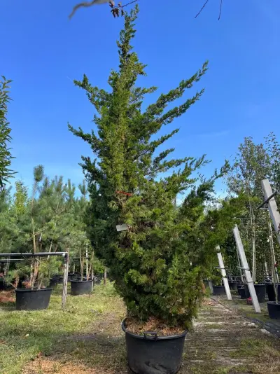 Chinese jeneverbes, Juniperus Chin. 'Kaizuka', solitair, ca. 350 cm hoog – kavel bij Onlineveilingmeester, Ederveen
