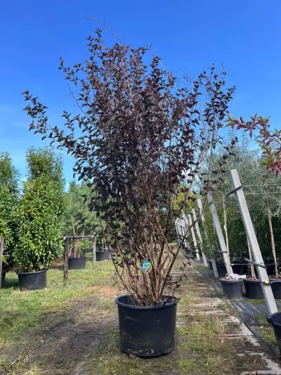Blaasspirea, Physocarpus 'Diabolo', sierheester, roodbladig, ca. 250-300 cm hoog – kavel bij Onlineveilingmeester, Ederveen
