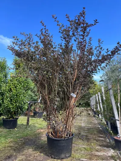 Blaasspirea, Physocarpus 'Diabolo', sierheester, roodbladig, ca. 250-300 cm hoog – kavel bij Onlineveilingmeester, Ederveen