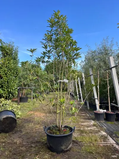 2x Glansmispel, Photinia 'Crunchy', meerstammig, wintergroen, ca. 250-300 cm hoog – kavel bij Onlineveilingmeester, Ederveen