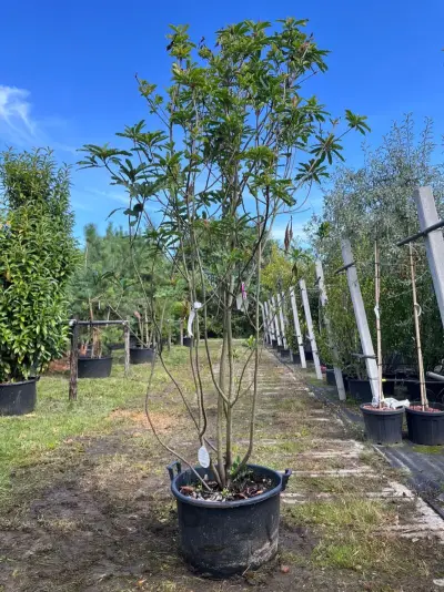 2x Glansmispel, Photinia 'Crunchy', meerstammig, wintergroen, ca. 250-300 cm hoog – kavel bij Onlineveilingmeester, Ederveen