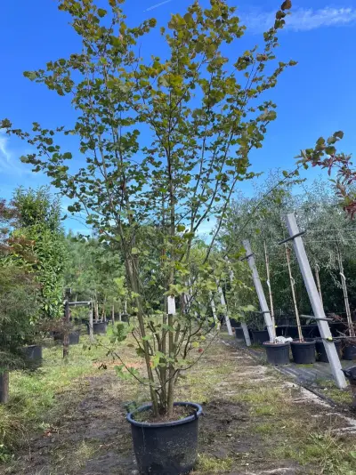 2x Hazelaar, Corylus Avellana, sierheester, ca. 250-300 cm hoog – kavel bij Onlineveilingmeester, Ederveen
