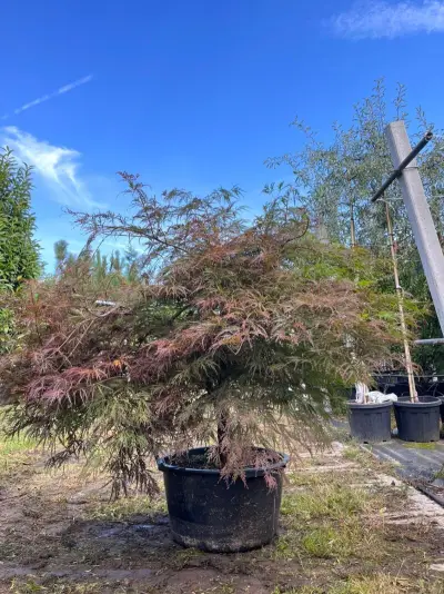 Japanse esdoorn, Acer 'Garnet', karakterboom, roodbladig, ca. 125-150 cm hoog – kavel bij Onlineveilingmeester, Ederveen