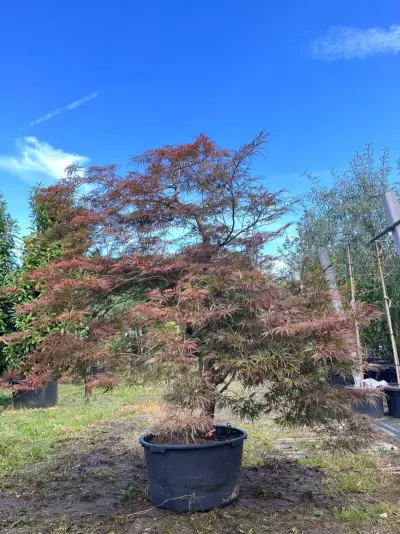 Japanse esdoorn, Acer 'Garnet', karakterboom, roodbladig, ca. 150-175 cm hoog – kavel bij Onlineveilingmeester, Ederveen