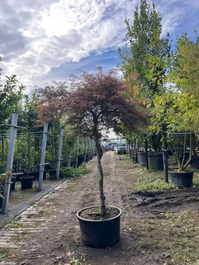 Japanse esdoorn, Acer 'Garnet', dakvorm, roodbladig, ca. 150-175 cm hoog – kavel bij Onlineveilingmeester, Ederveen