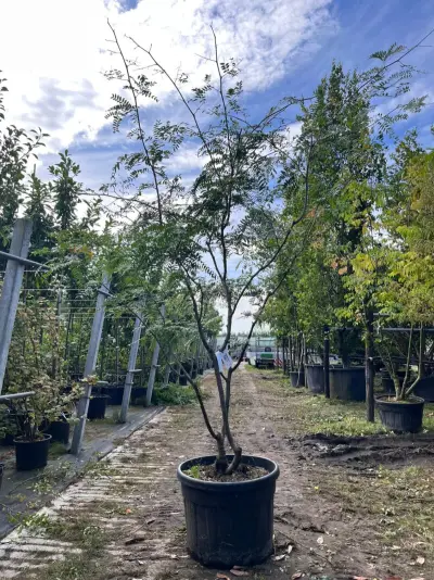 2x Valse Christusdoorn, Gleditsia Triacanthos Inermis, meerstammig, ca. 225-275 cm hoog – kavel bij Onlineveilingmeester, Ederveen