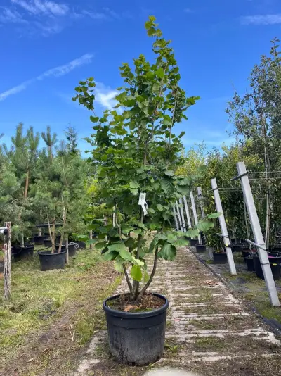 Hazelaar, Corylus 'Tonda Romana', meerstammig, ca. 200-250 cm hoog – kavel bij Onlineveilingmeester, Ederveen
