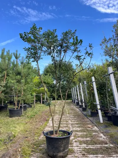Kardinaalshoed, Euonymus 'Compactus', solitair, rode herfstkleur, ca. 175-200 cm – kavel bij Onlineveilingmeester, Ederveen