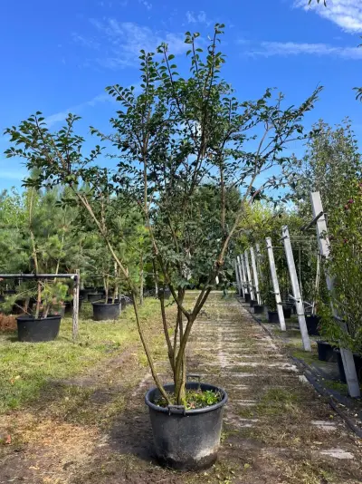 Kardinaalshoed, Euonymus 'Compactus', solitair, rode herfstkleur, ca. 175-200 cm – kavel bij Onlineveilingmeester, Ederveen