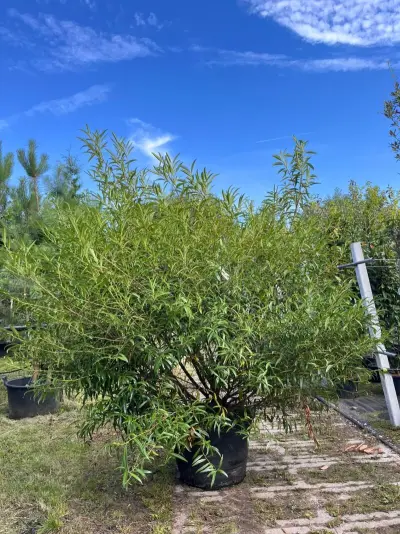 Laurierkers, Prunus Laurocerasus, bolvorm, wintergroen, ca. 150-175 cm – kavel bij Onlineveilingmeester, Ederveen