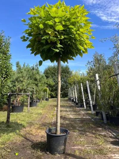Trompetboom, Catalpa 'Nana', bolboom, ca. 180 cm stamhoogte – kavel bij Onlineveilingmeester, Ederveen