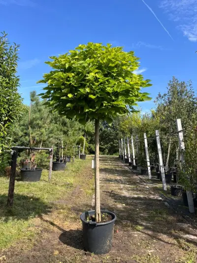 4x Trompetboom, Catalpa 'Nana', bolboom, ca. 160 cm stamhoogte – kavel bij Onlineveilingmeester, Ederveen