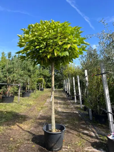 2x Trompetboom, Catalpa 'Nana', bolboom, ca. 180 cm stamhoogte – kavel bij Onlineveilingmeester, Ederveen