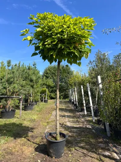 Trompetboom, Catalpa 'Nana', bolboom, ca. 200 cm stamhoogte – kavel bij Onlineveilingmeester, Ederveen