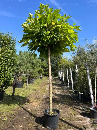 2x Trompetboom, Catalpa 'Nana', bolboom, ca. 200 cm stamhoogte – kavel bij Onlineveilingmeester, Ederveen