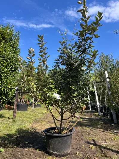 2x Olijfwilg, Elaeagnus Ebbingei, meerstammig, wintergroen, ca. 200 cm hoog – kavel bij Onlineveilingmeester, Ederveen