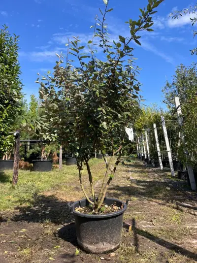 Olijfwilg, Elaeagnus Ebbingei, meerstammig, wintergroen, ca. 200 cm hoog – kavel bij Onlineveilingmeester, Ederveen