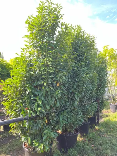 2x Laurierkers, Prunus 'Genolia', haagplant, wintergroen, ca. 300 cm hoog – kavel bij Onlineveilingmeester, Ederveen
