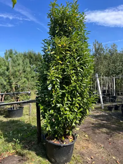 3x Laurierkers, Prunus 'Genolia', haagplant, wintergroen, ca. 300 cm hoog – kavel bij Onlineveilingmeester, Ederveen