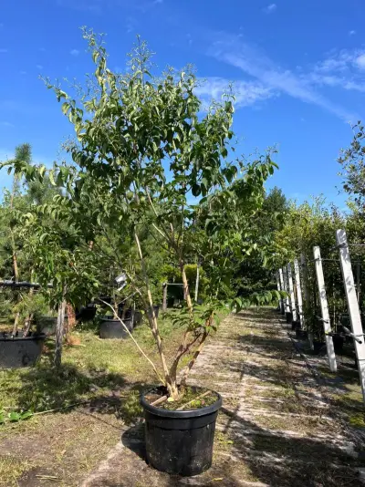 Zevenzonenboom, Heptacodium Miconioides, meerstammig, witte/rode bloei, ca. 200-250 cm hoog – kavel bij Onlineveilingmeester, Ederveen