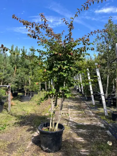 Perzisch ijzerhout, Parrotia Persica, meerstammig, rode herfstkleur, 1 – kavel bij Onlineveilingmeester, Ederveen