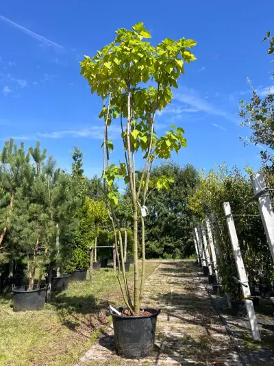 Trompetboom, Catalpa Bignoniodes, meerstammig, ca. 250-300 cm hoog – kavel bij Onlineveilingmeester, Ederveen