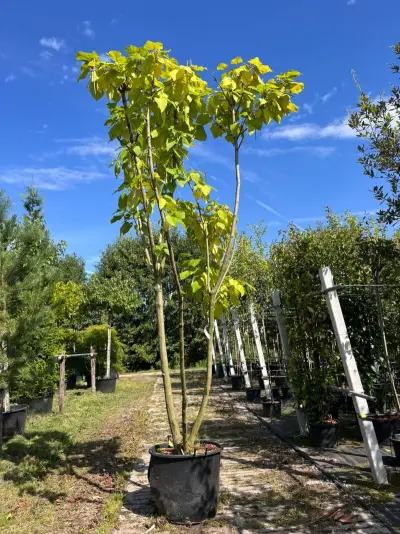 Trompetboom, Catalpa Bignoniodes, meerstammig, ca. 250-300 cm hoog – kavel bij Onlineveilingmeester, Ederveen
