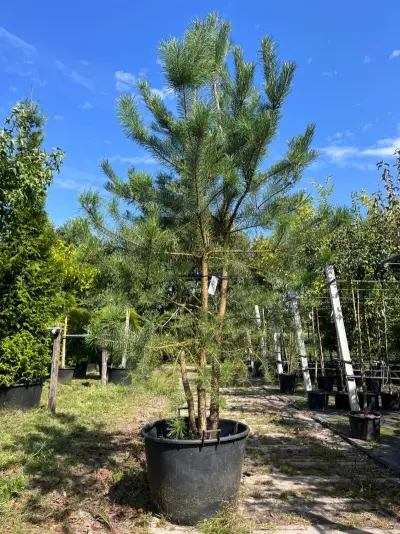 Grove den, Pinus Sylvestris, meerstammig, wintergroen, ca. 225-275 cm hoog – kavel bij Onlineveilingmeester, Ederveen