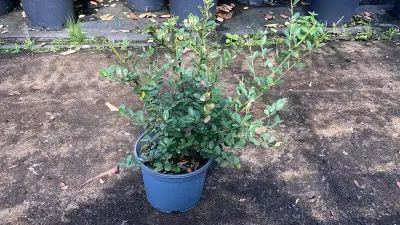 Ca. 70x Japanse hulst, Ilex 'Green Hedge', haagplant, wintergroen, ca. 30-40 cm hoog – kavel bij Onlineveilingmeester, Ederveen