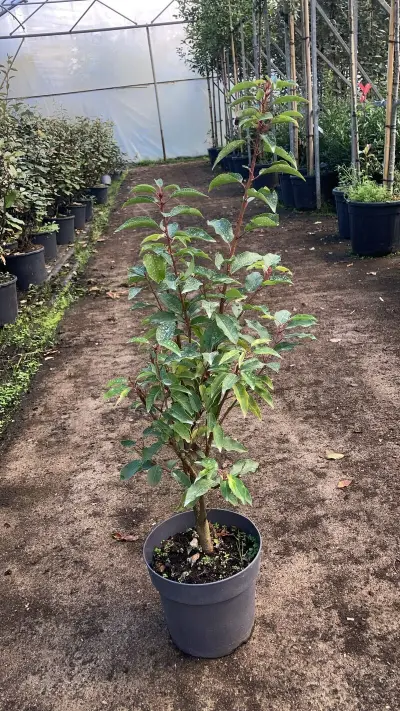 Ca. 100x Portugese laurier, Prunus 'Angustifolia', haagplant, wintergroen, ca. 40-60 cm hoog – kavel bij Onlineveilingmeester, Ederveen