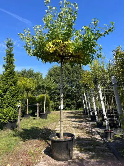 2x Amberboom, Liquidambar 'Worplesdon', dakboom, herfstverkleuring, ca. 220 cm stamhoogte – kavel bij Onlineveilingmeester, Ederveen